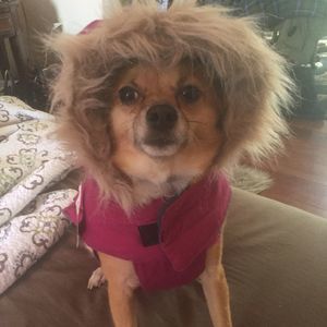 Meet your Posher, Caprice